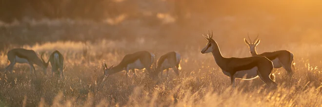 Photo art by Dennis Wehrmann: antelope in grass at sunset in the Kalahari