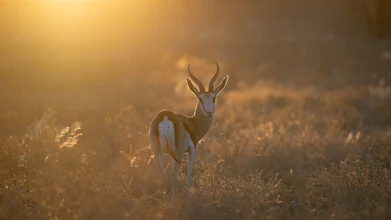 Photo art by Dennis Wehrmann: gentle sunset over the Kalahari Desert