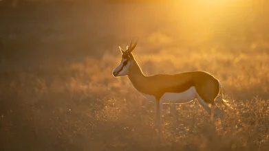 Photo art by Dennis Wehrmann: sunset over the Kalahari with springboks.