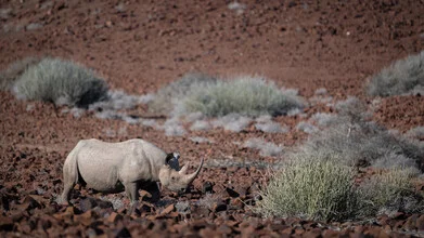 Photo of a black rhino in the Namibian desert landscape.