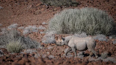 Photo art of a black rhino in Namibia's Palmwag region, calm animal portrait