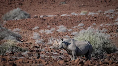 Photographic portrait of a black rhino in its natural habitat