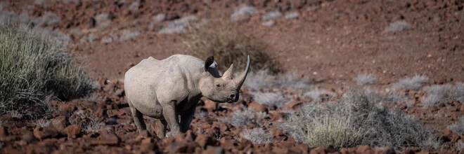 Photo art by Dennis Wehrmann: black rhino in the Namibian desert