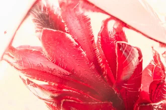 Photo art by Marc Heiligenstein: ginger blossom frozen in clear ice
