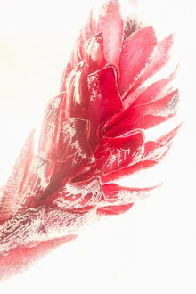 Ginger blossom in ice: delicate petals frozen in a crystal-clear surface.