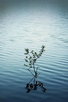 Photo art: calm scene featuring a single branch in the water, soft reflections