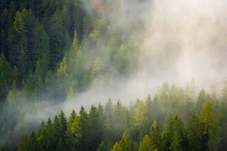 Foggy forest in Tyrol by Martin Wasilewski, serene scene with gentle mist.