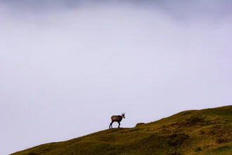 Chamois in the fog, soft colors and calm mood in the Tyrolean Alps.