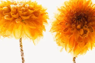 Macro photo of yellow chrysanthemums in ice with air bubbles.