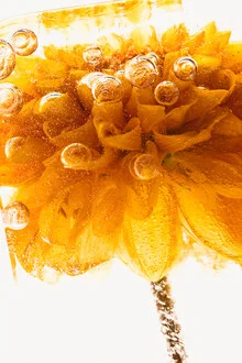 Yellow chrysanthemum in an ice block, delicate petals surrounded by air bubbles.