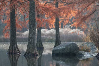 Photo art by Roswitha Schleicher-Schwarz: water cypresses in autumn by a calm water surface.