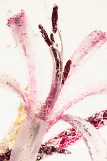 Photo art by Marc Heiligenstein: close-up of a Nerine blossom in ice