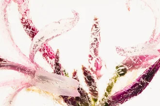 Macro photo by Marc Heiligenstein: petal frozen in ice, gentle colors and intricate details.