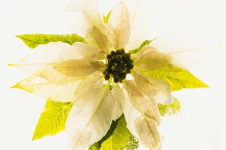 White poinsettia in ice, soft colors creating a wintery mood.