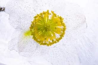 Photo art by Marc Heiligenstein: Christmas rose nestled in ice