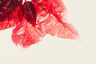 Red poinsettia in ice, soft colors and details of the petals