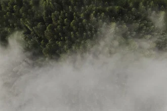 Fotokunst von Lina Jakobi: nebliger Wald mit sanften Grüntönen