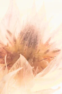 Macro shot of a protea blossom in clear ice with bubbles in the background.