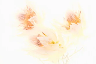 Macro shot of a protea blossom in ice, soft colors and calm atmosphere