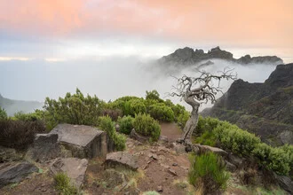 Landscape photo of Madeira with a tree and fog during sunset