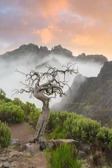Dead tree in Madeira's fog, creating a calm and mystical atmosphere.