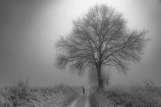 Photo art by Sascha Hoffmann-Wacker: gray tree in winter light