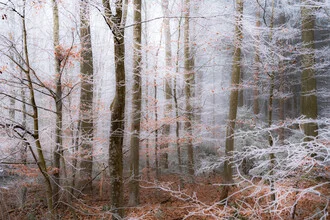 Sanfter Märchenwald mit Raureif und frostigen Bäumen, ruhige Winterstimmung