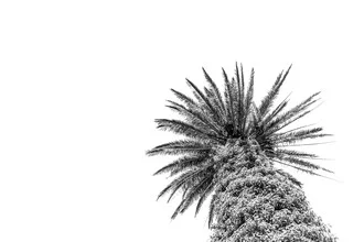 Fotokunst: Schwarz-weiß Aufnahme einer Palme mit Himmel im Hintergrund