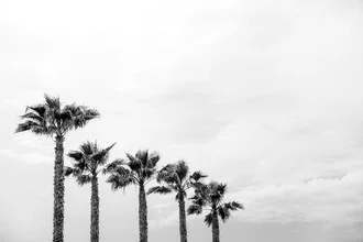 Fotokunst von Photolovers: Reihen von Palmen unter einem klaren Himmel.