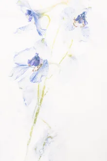 Photo art by Marc Heiligenstein: delicate delphinium petal encased in ice.