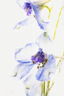 Photo art by Marc Heiligenstein: Macro shot of a Delphinium in ice