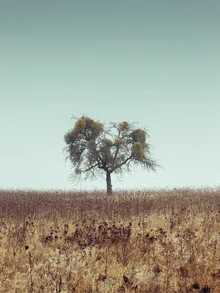 Photo art by Holger Nimtz: tree with mistletoe in a calm autumn landscape