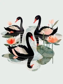 Illustration by Uma Gokhale: black swans in a botanical garden