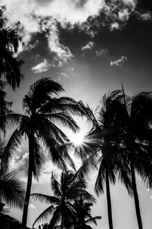 Fotokunst von Anke Dörschlen: Palmen im Gegenlicht bei Sonnenuntergang