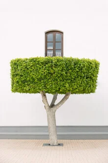 Well-trimmed tree in a calm setting, warm light from Spain.