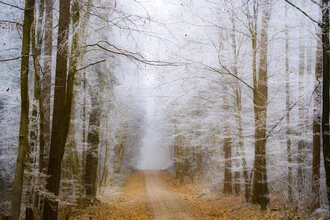 Fotokunst von Sascha Hoffmann-Wacker: stiller Winterwald mit frostigen Bäumen