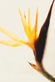 Strelitzia in clear ice, gentle colors and fine details of the blossom