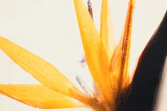 Photo art by Marc Heiligenstein: Strelitzia in clear ice with delicate petals