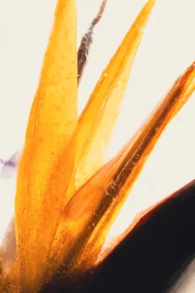 Strelitzia in clear ice, soft colors creating a calm and harmonious mood