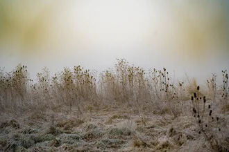 Fotokunst von Sascha Hoffmann-Wacker: nebliges Feld im warmen Sonnenlicht
