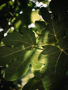 Photo art by Claas Liegmann: Sunlight filtering through fig tree leaves.