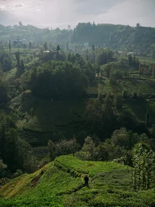 Photo art by Claas Liegmann: Tea plantations in Turkey bathed in warm sunlight.