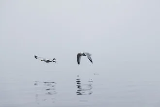Zwei Möwen im Nebel über der Ostsee, sanfte Farben und ruhige Stimmung.