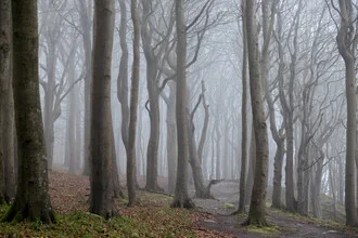 Foggy winter forest with beech trees creating a calm and serene atmosphere