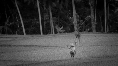 Photo art by Manuel Kürschner: woman in rice terrace during harvest in Indonesia