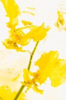 Yellow orchid in ice: delicate petals in a cool setting