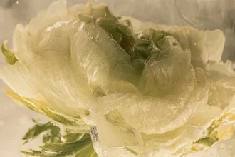 White ranunculus blossom in clear ice, soft colors and delicate details.