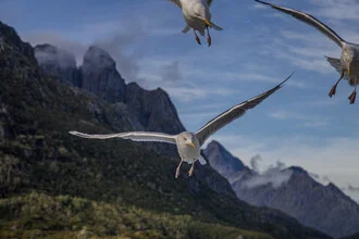 Seagull soaring in the sky above a fjord, serene photo by Monika Nutz