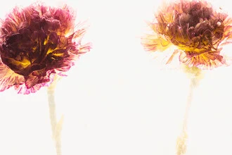 Two carnation blossoms frozen in clear ice, soft colors and a calm mood.