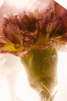 Carnation in an ice block, soft colors and petal details highlight the flower's beauty.
